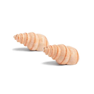 Salt- & Pepparkar Snäcka